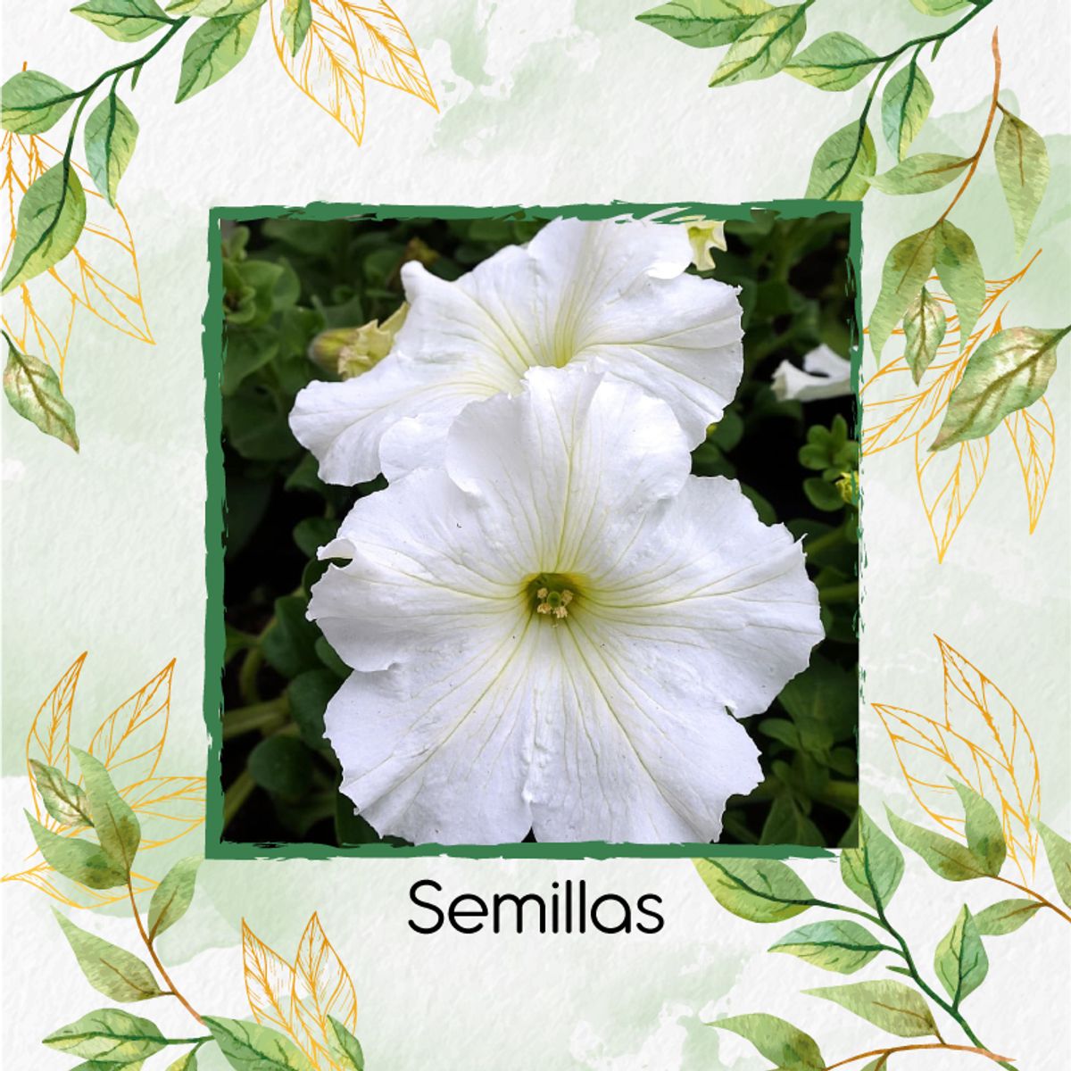 GENERICO - 20.000 Semillas Orgánicas De Flor Petunia Enana Blanca