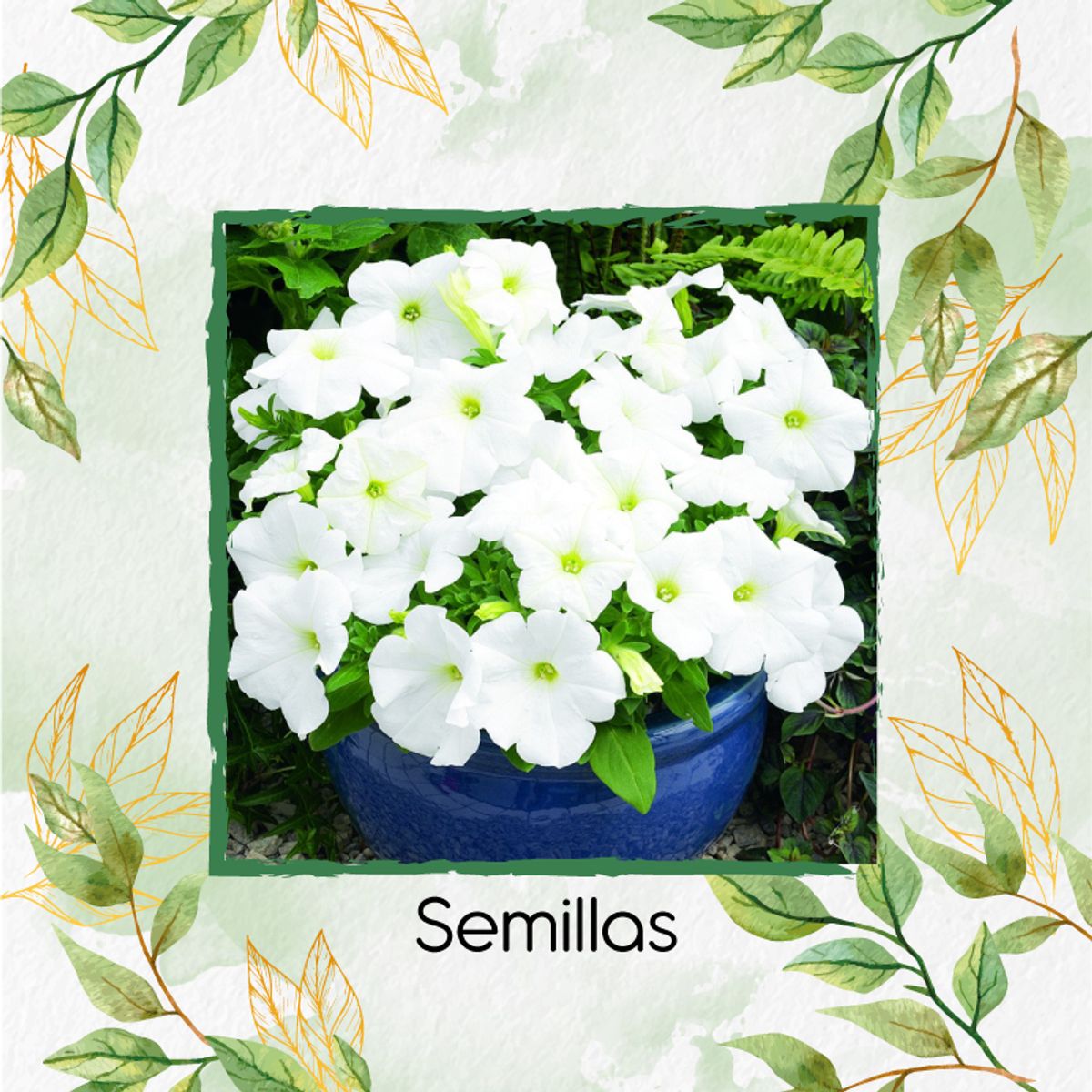 GENERICO - 5.000 Semillas Orgánicas De Flor Petunia Enana Blanca