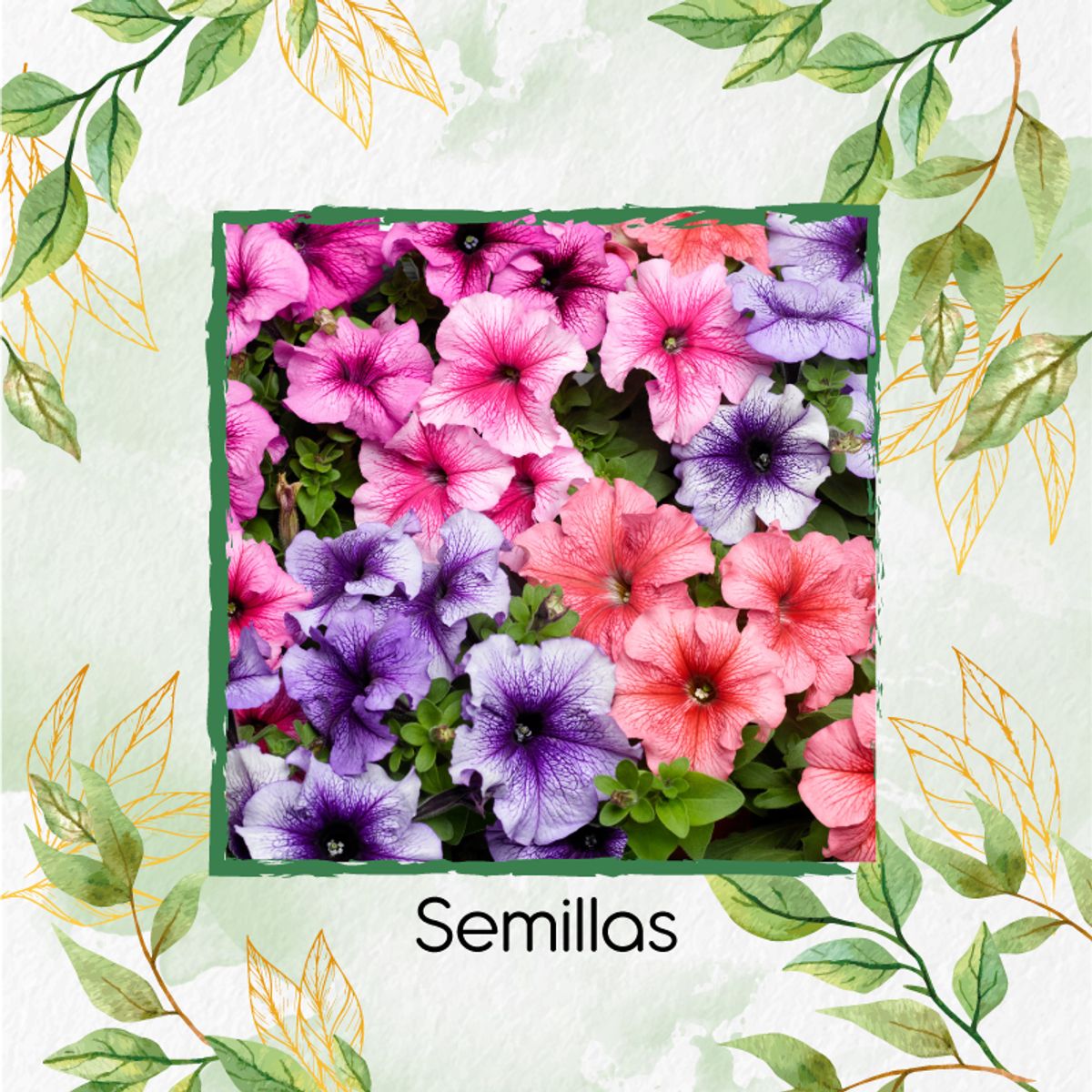 GENERICO - 5.000 Semillas Orgánicas De Flor Petunia Enana Mezcla