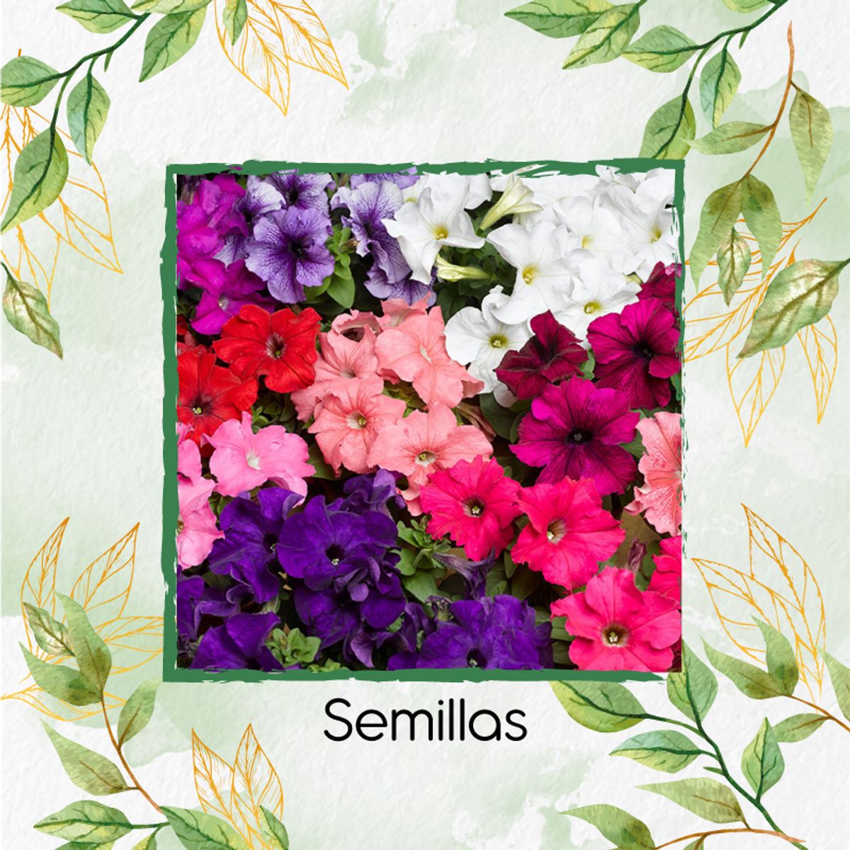 GENERICO - 5.000 Semillas Orgánicas De Flor Petunia Enana Mezcla