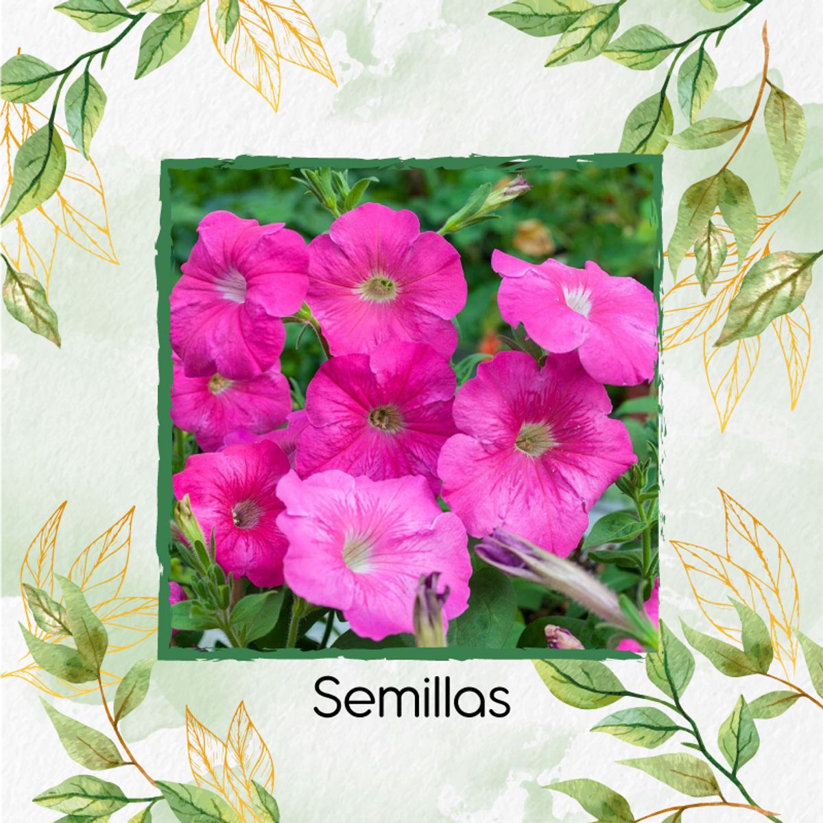 GENERICO - 1.000 Semillas Orgánicas De Flor Petunia Rosa