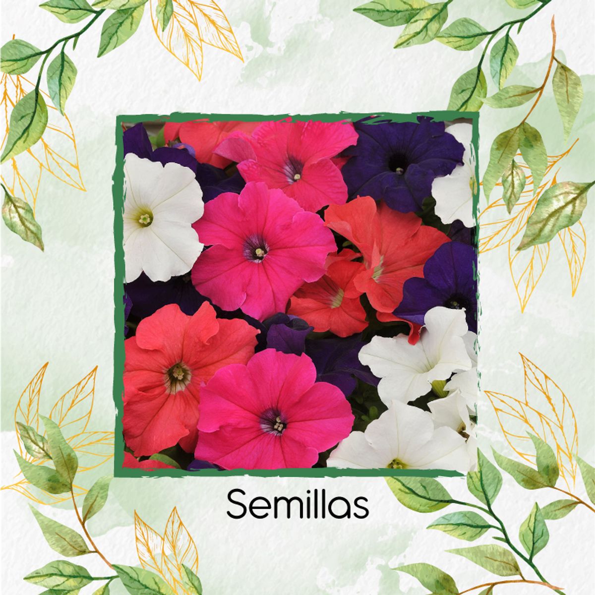 GENERICO - 2.400 Semillas Orgánicas De Flor Petunia Péndula