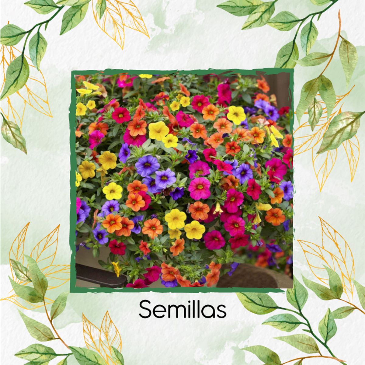 GENERICO - 2.400 Semillas Orgánicas De Flor Petunia Péndula