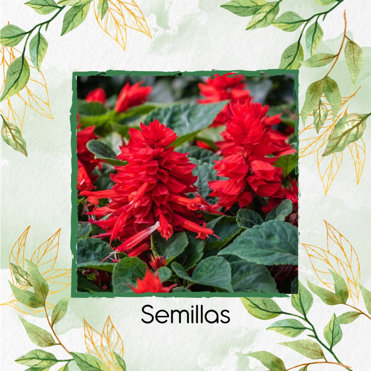 GENERICO - 1.000 Semillas Orgánicas De Flor Salvia Fuego De San Juan