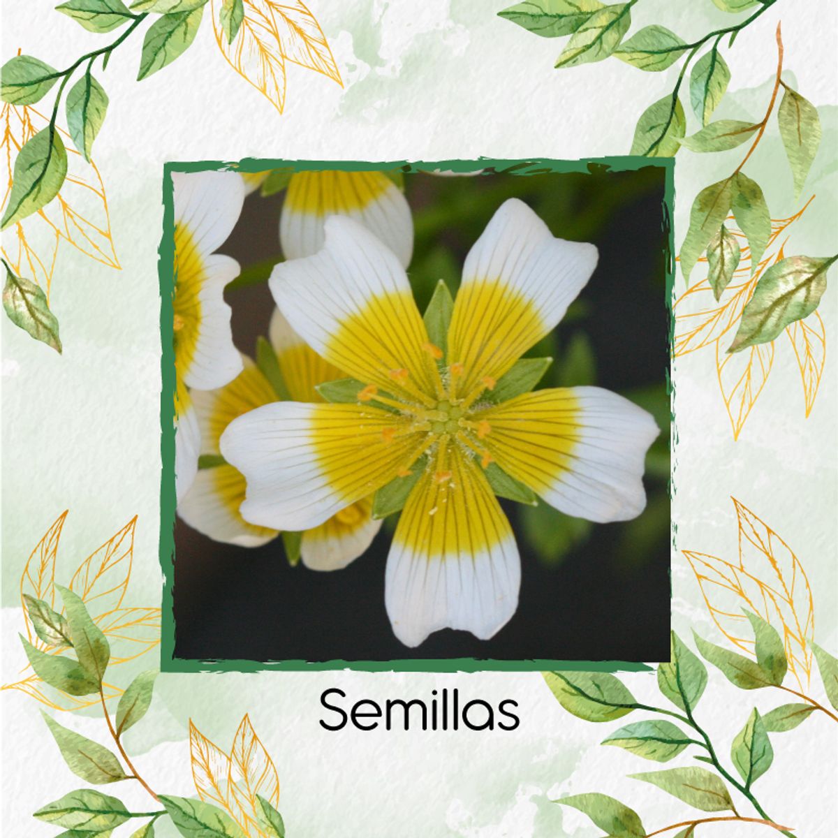 GENERICO - 100 Semillas Orgánicas De Flor Spiegeleitje
