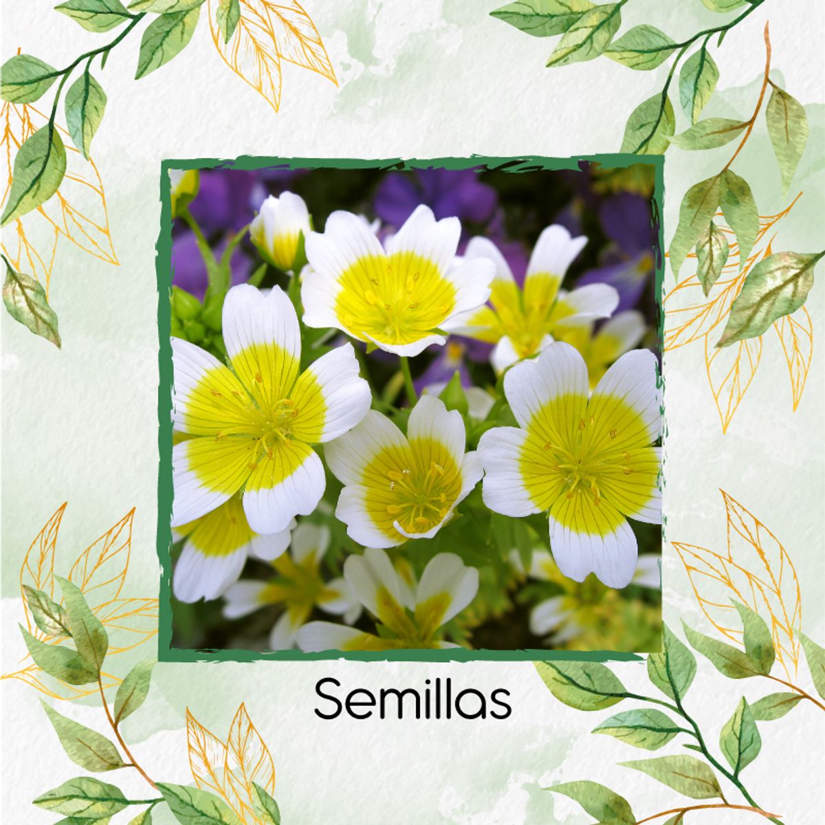 GENERICO - 500 Semillas Orgánicas De Flor Spiegeleitje