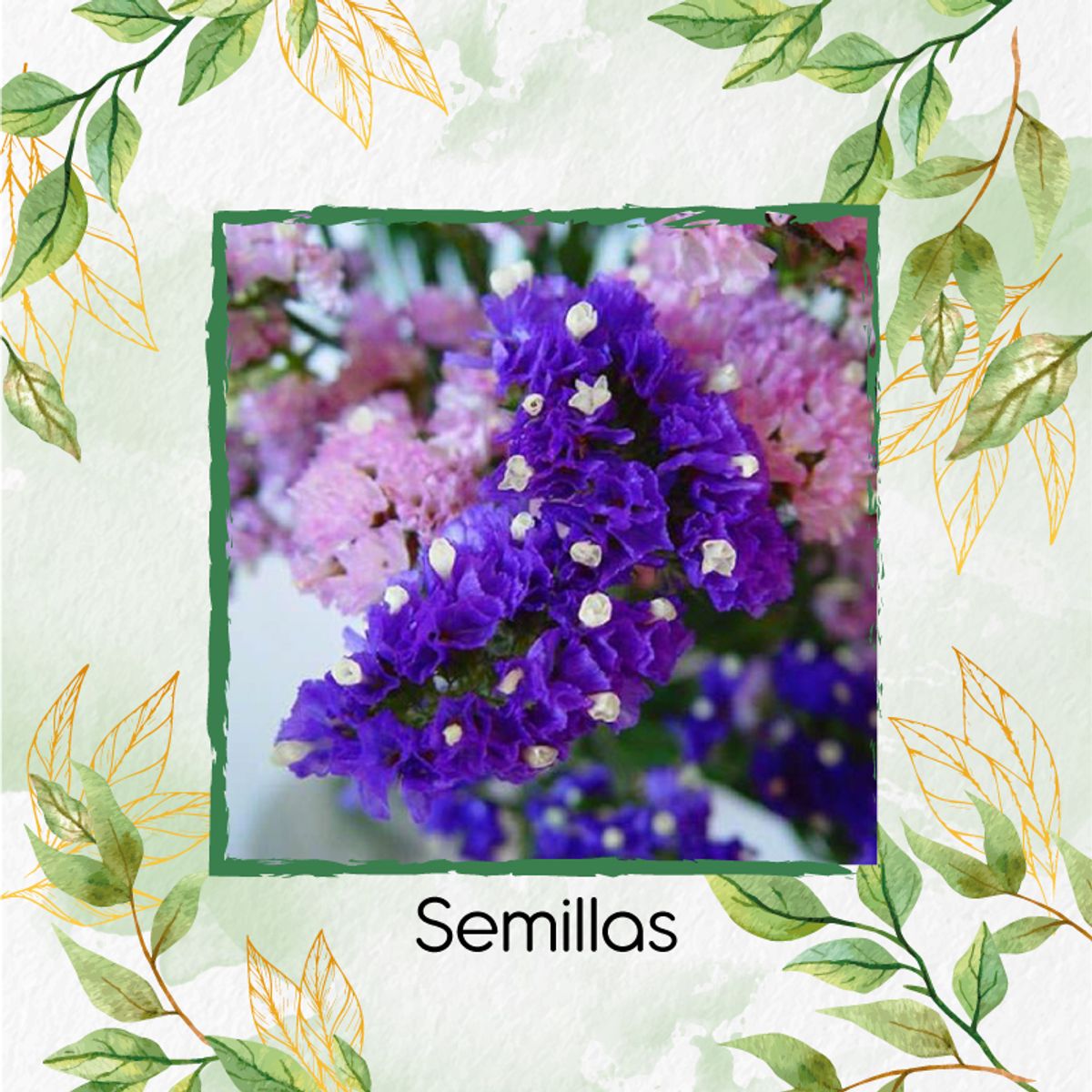 GENERICO - 45 Semillas Orgánicas De Flor Statice Sinauta