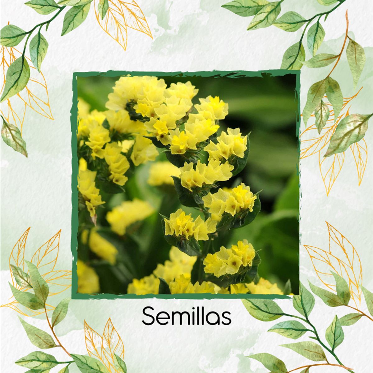 GENERICO - 450 Semillas Orgánicas De Flor Statice Sinauta