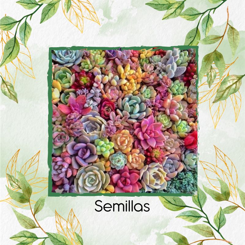 GENERICO - 300 Semillas De Hermosa Suculenta