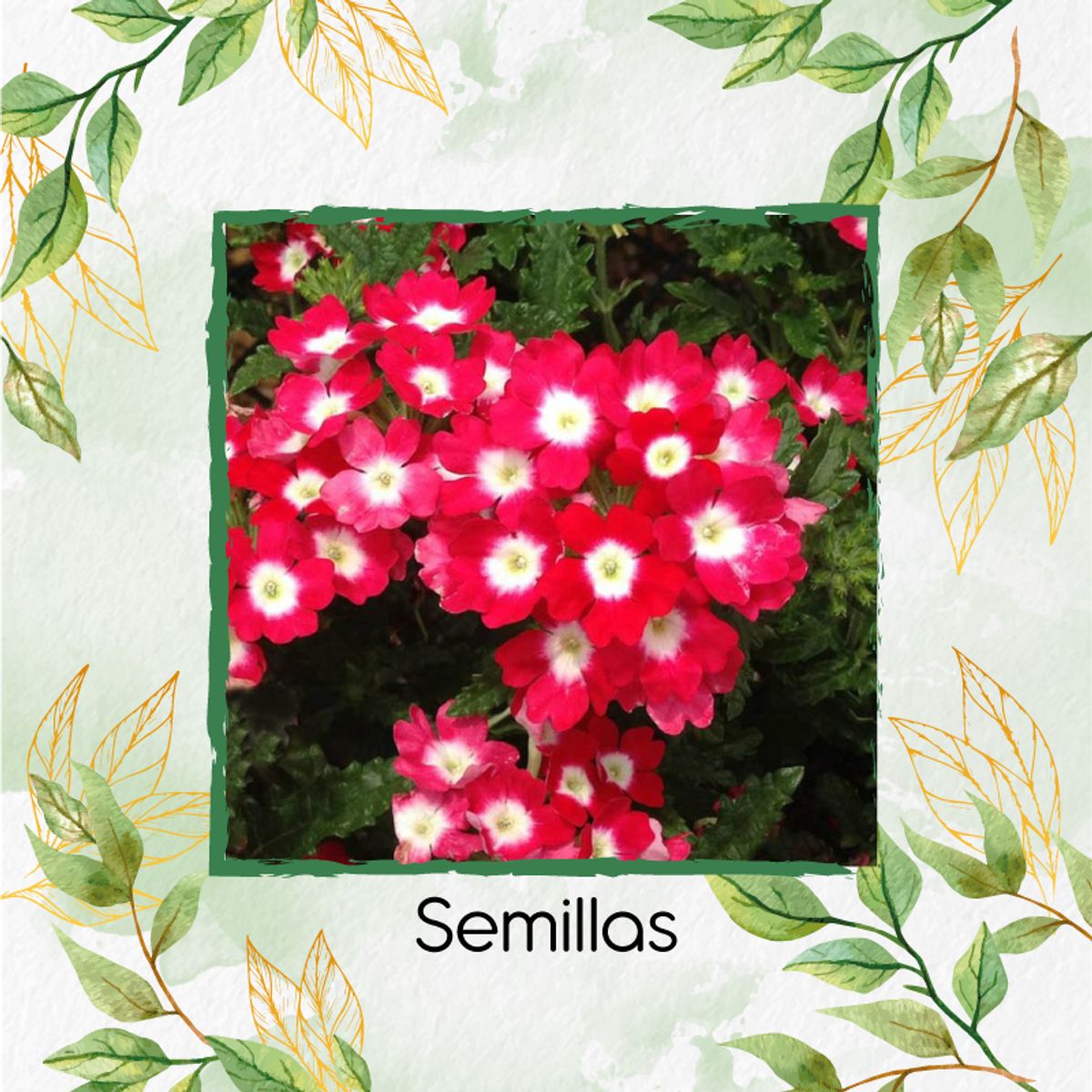 GENERICO - 1.000 Semillas Orgánicas De Flor Verbena