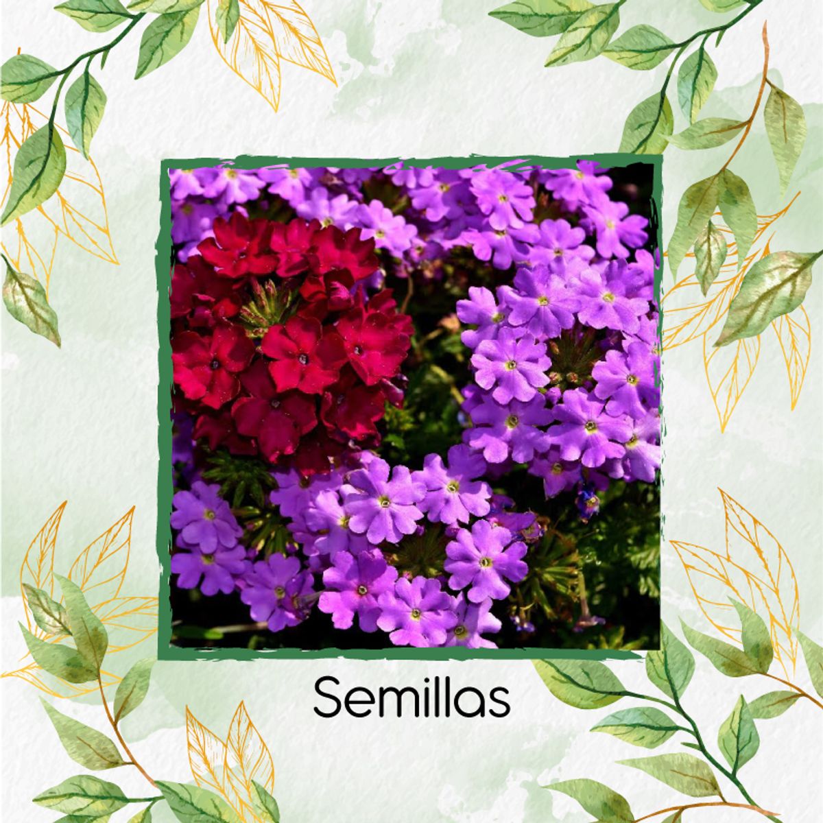 GENERICO - 4.000 Semillas Orgánicas De Flor Verbena