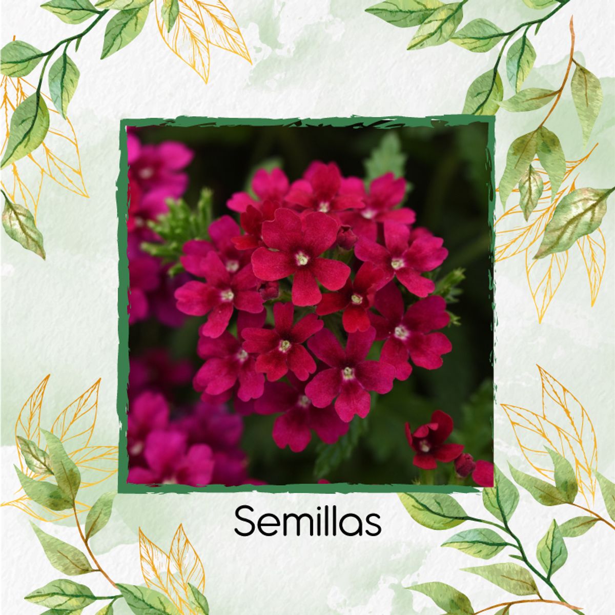 GENERICO - 25 Semillas Orgánicas De Flor Verbena Pequeña