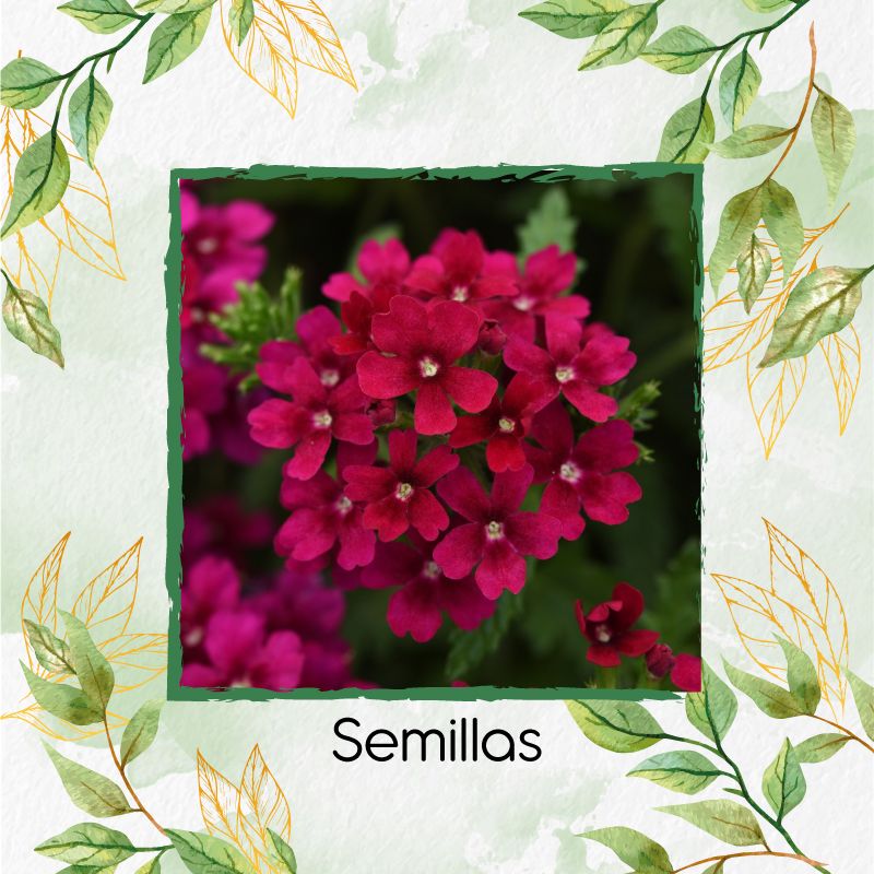 GENERICO - 25 Semillas Orgánicas De Flor Verbena Pequeña