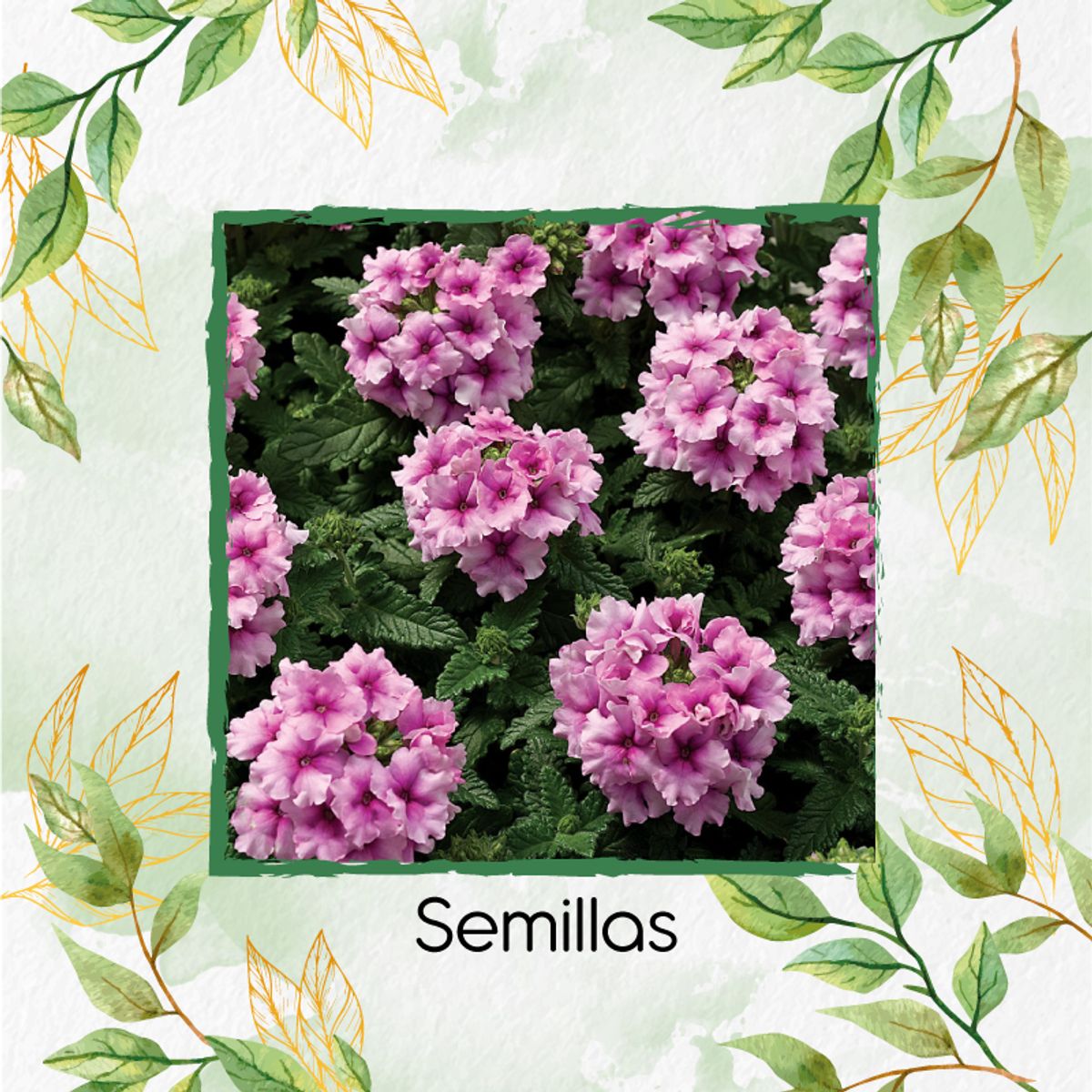 GENERICO - 25 Semillas Orgánicas De Flor Verbena Pequeña