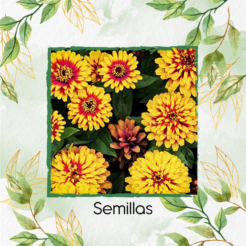 GENERICO - 80 Semillas Orgánicas De Flor Zinnia Alfombra De Persia