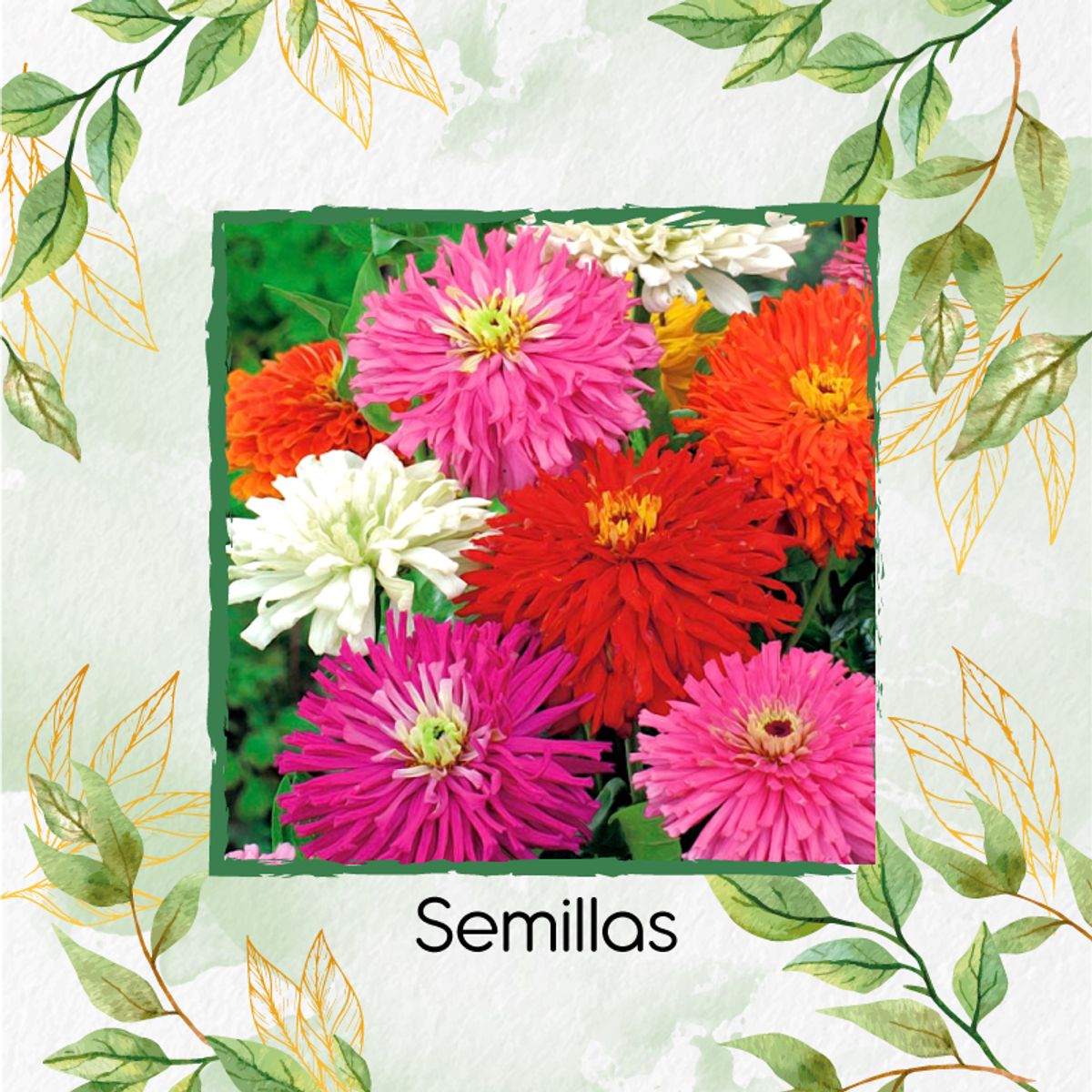 GENERICO - 80 Semillas Orgánicas De Flor Zinnia Crisantemo