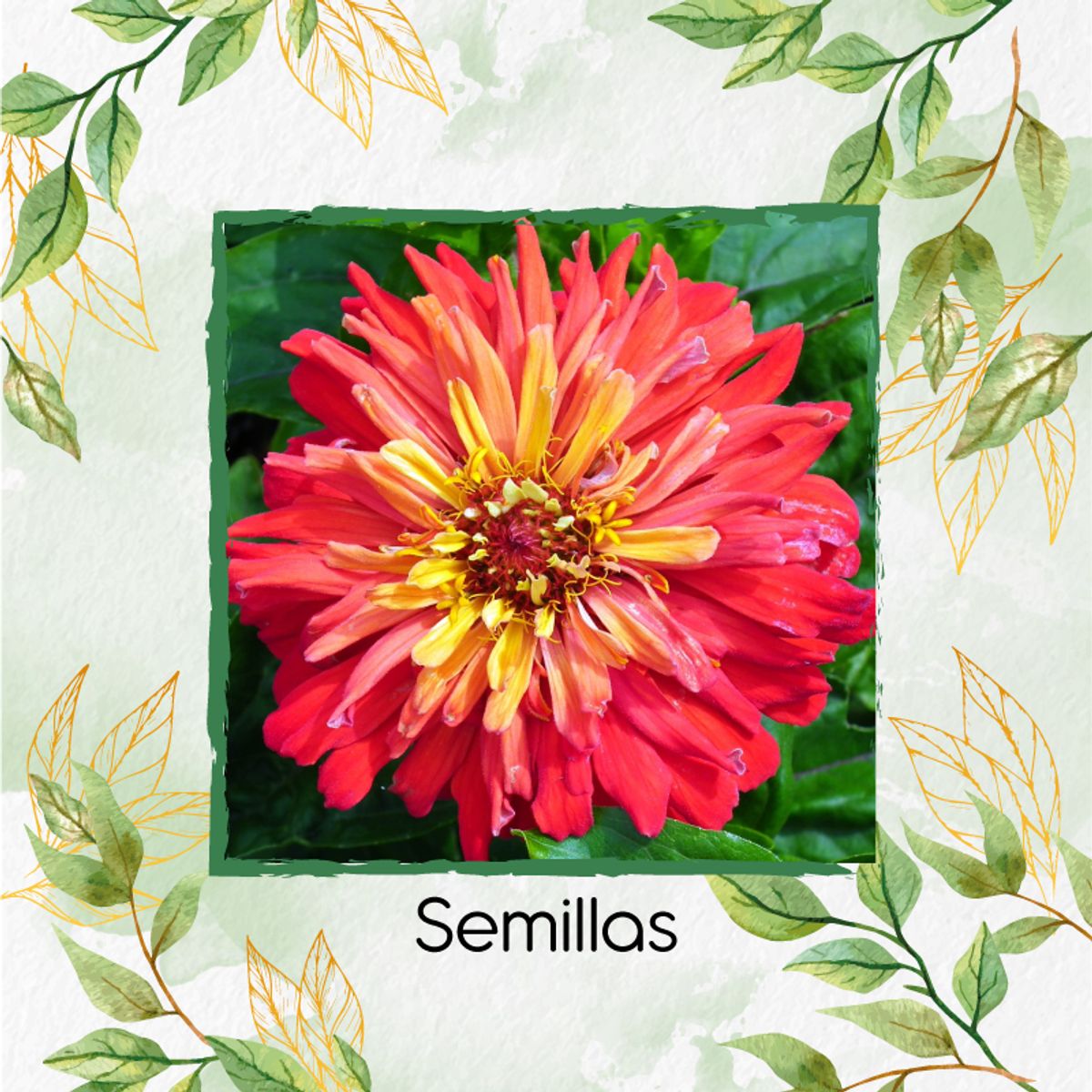 GENERICO - 80 Semillas Orgánicas De Flor Zinnia Crisantemo
