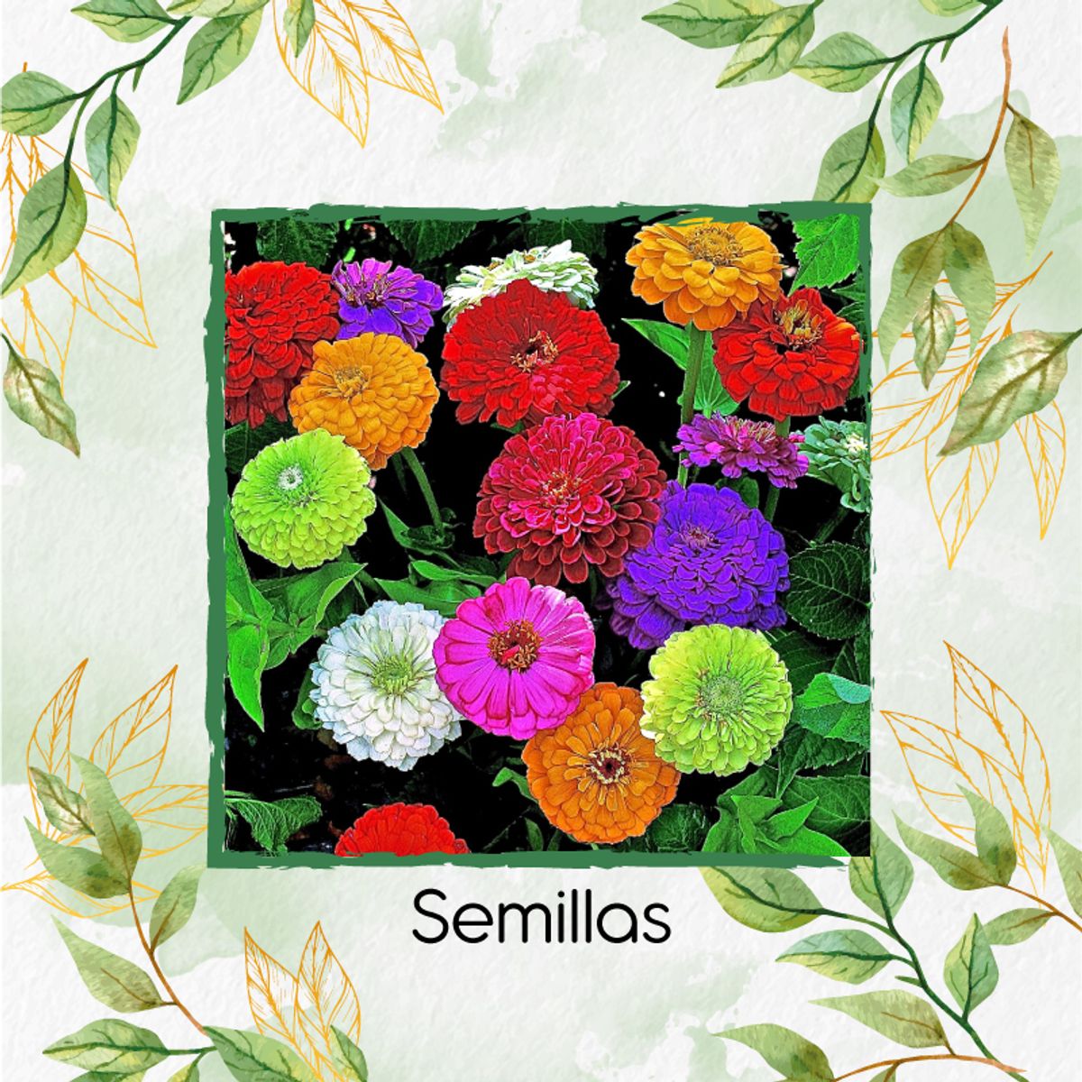 GENERICO - 100 Semillas Orgánicas De Flor Zinnia De Dalia