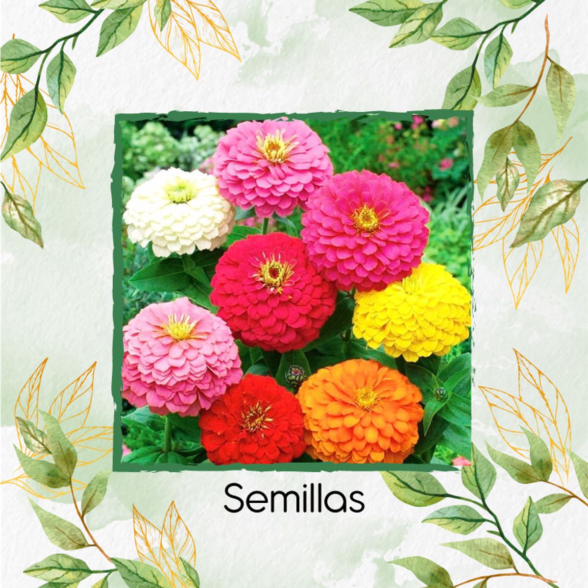 GENERICO - 100 Semillas Orgánicas De Flor Zinnia De Dalia