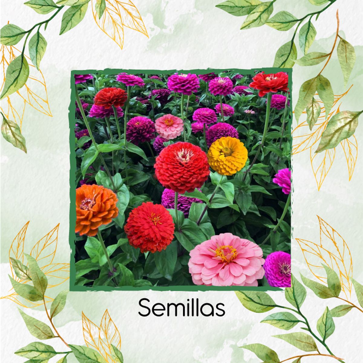 GENERICO - 500 Semillas Orgánicas De Flor Zinnia California