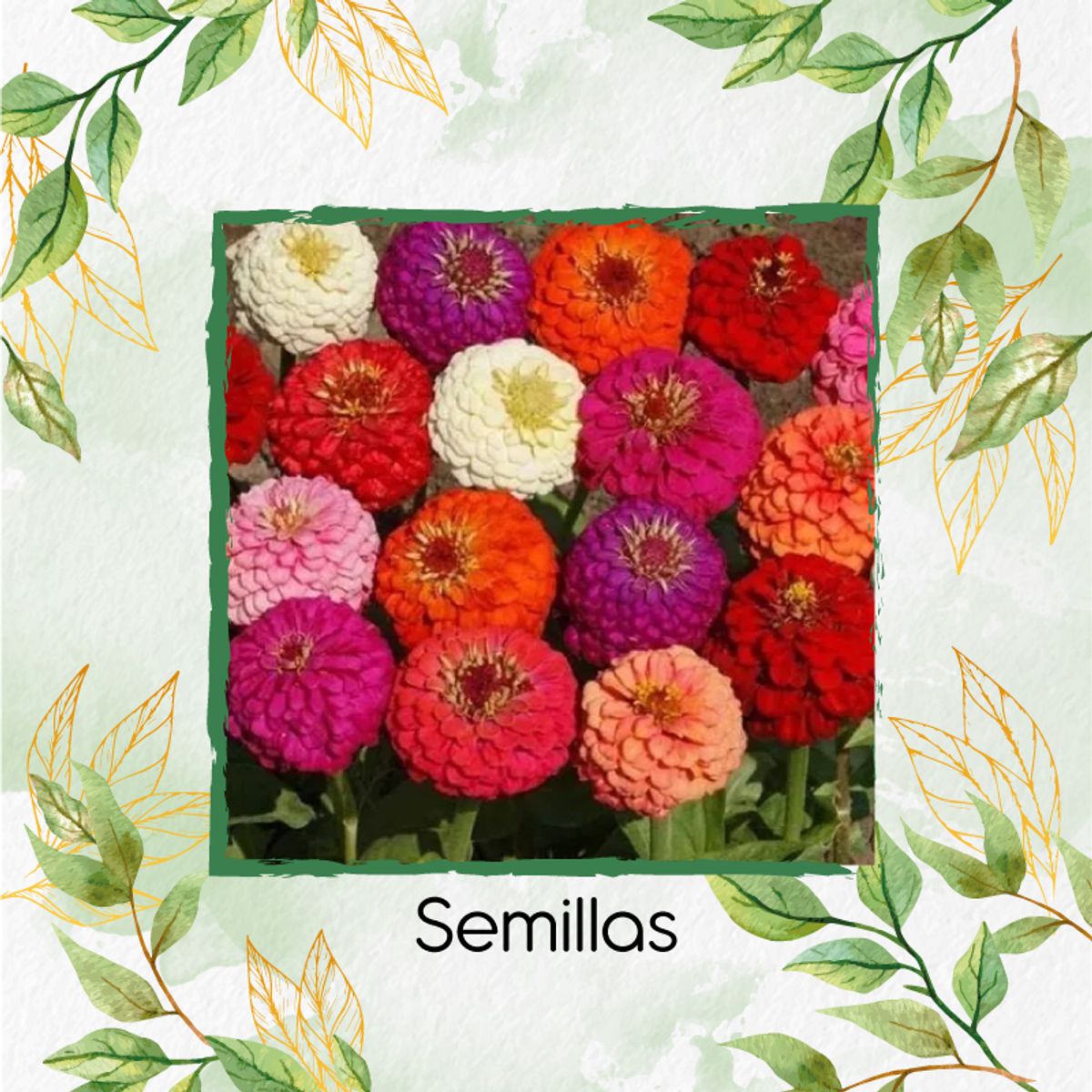 GENERICO - 500 Semillas Orgánicas De Flor Zinnia California