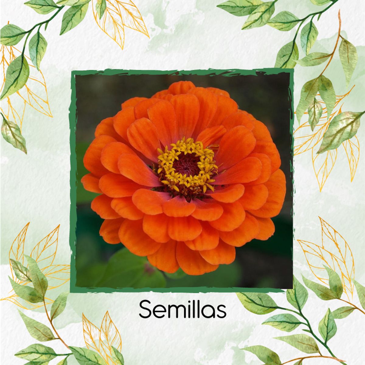 GENERICO - 50 Semillas Orgánicas De Flor Zinnia Naranja