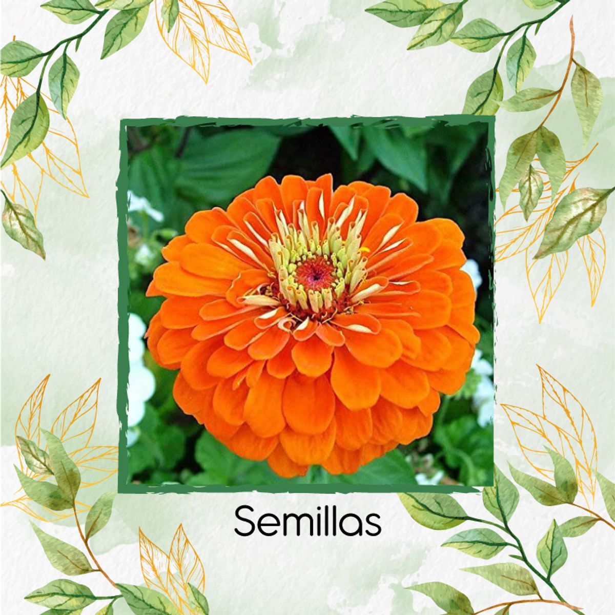 GENERICO - 400 Semillas Orgánicas De Flor Zinnia Naranja