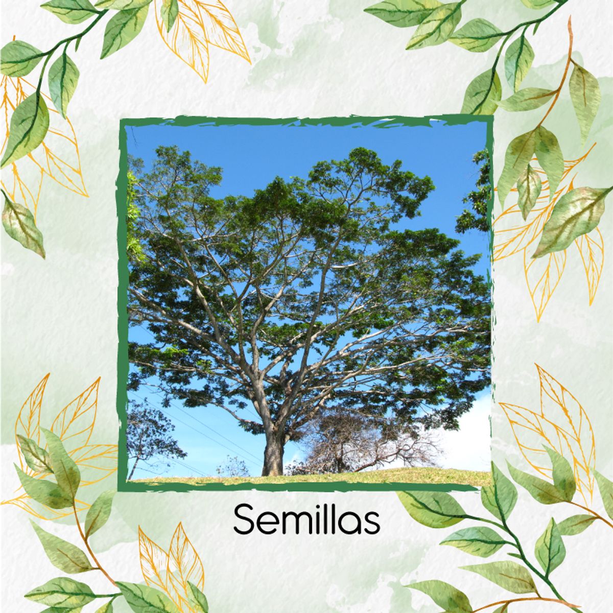 GENERICO - 5 Semillas Orgánicas De Árbol Abarco