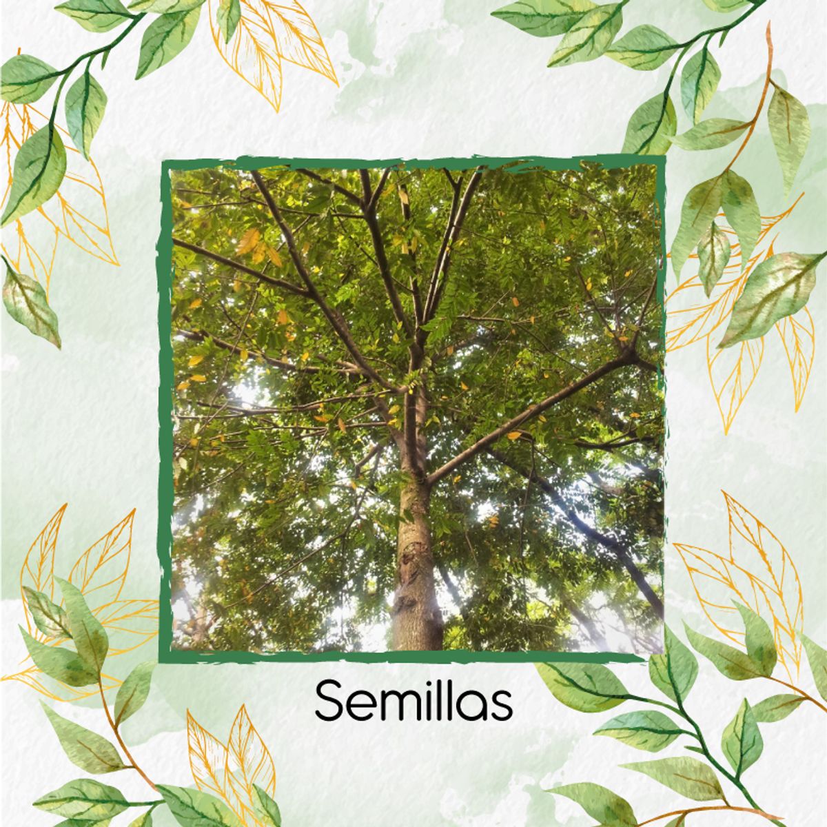 GENERICO - 50 Semillas Orgánicas De Árbol Abarco