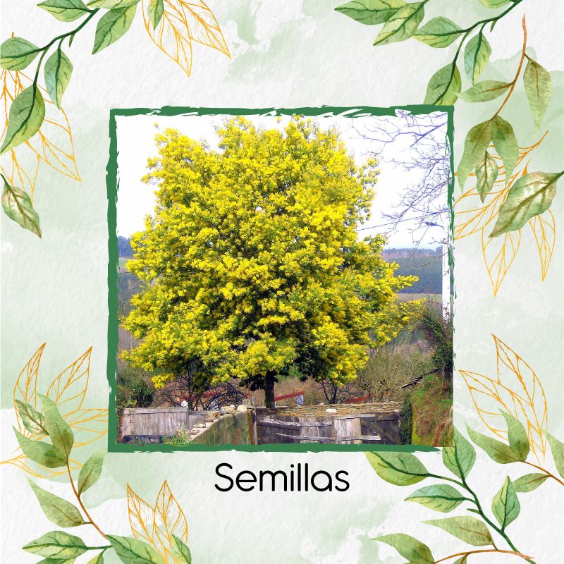 GENERICO - 400 Semillas Orgánicas De Árbol Acacia Amarilla