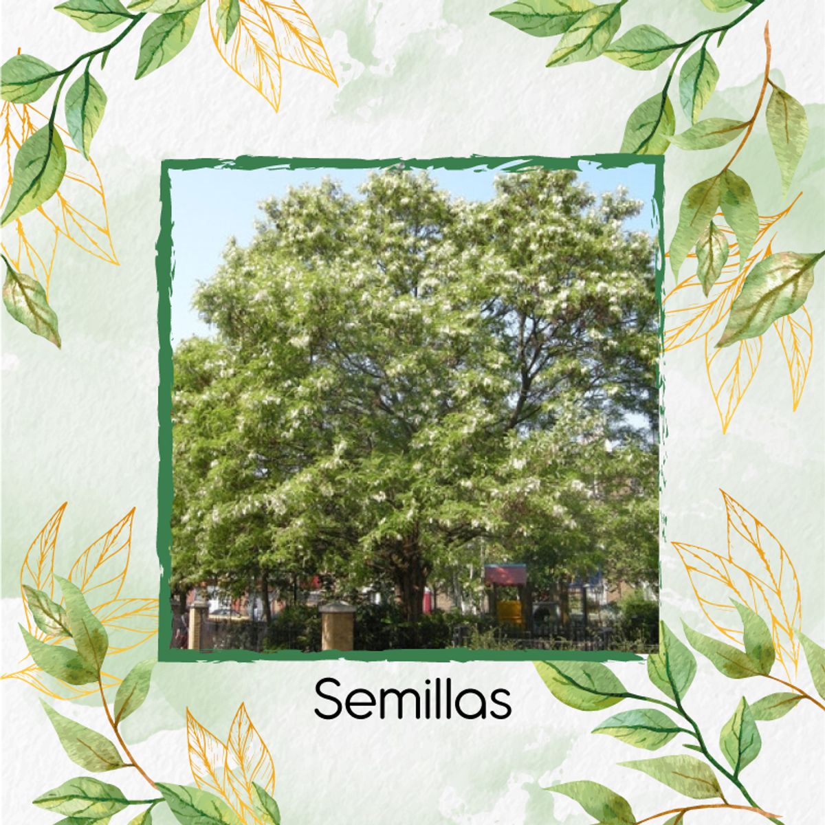 GENERICO - 80 Semillas Orgánicas De Árbol Acacia Blanca