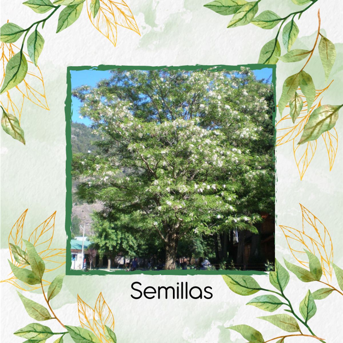 GENERICO - 80 Semillas Orgánicas De Árbol Acacia Blanca