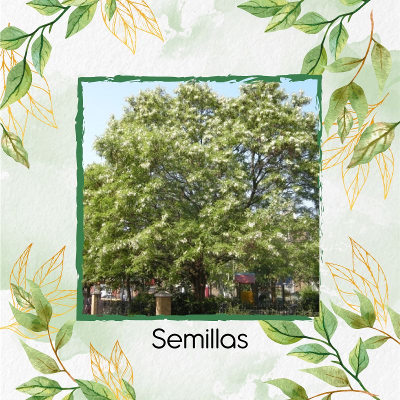 GENERICO - 200 Semillas Orgánicas De Árbol Acacia Blanca