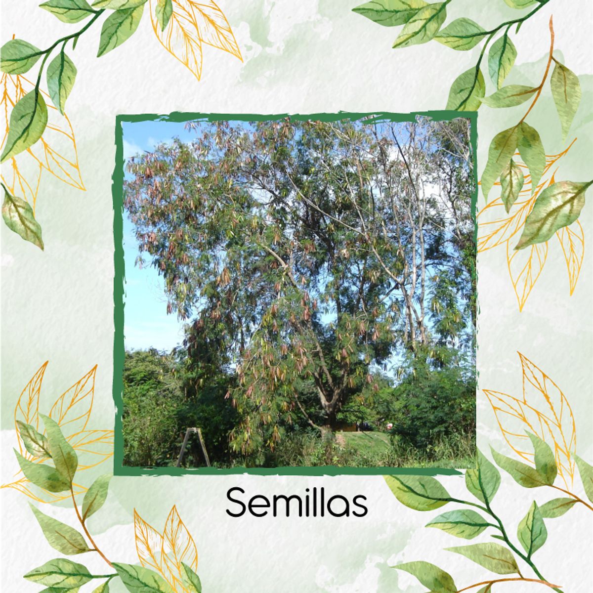 GENERICO - 800 Semillas Orgánicas De Árbol Acacia Forrajera