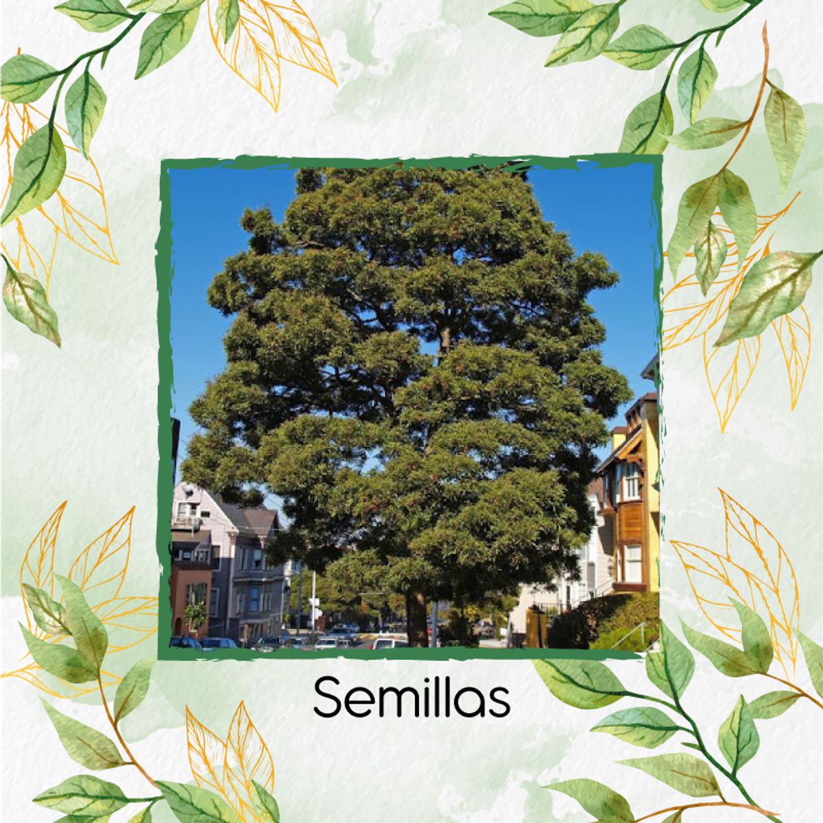GENERICO - 200 Semillas Orgánicas De Árbol Acacia Japonesa