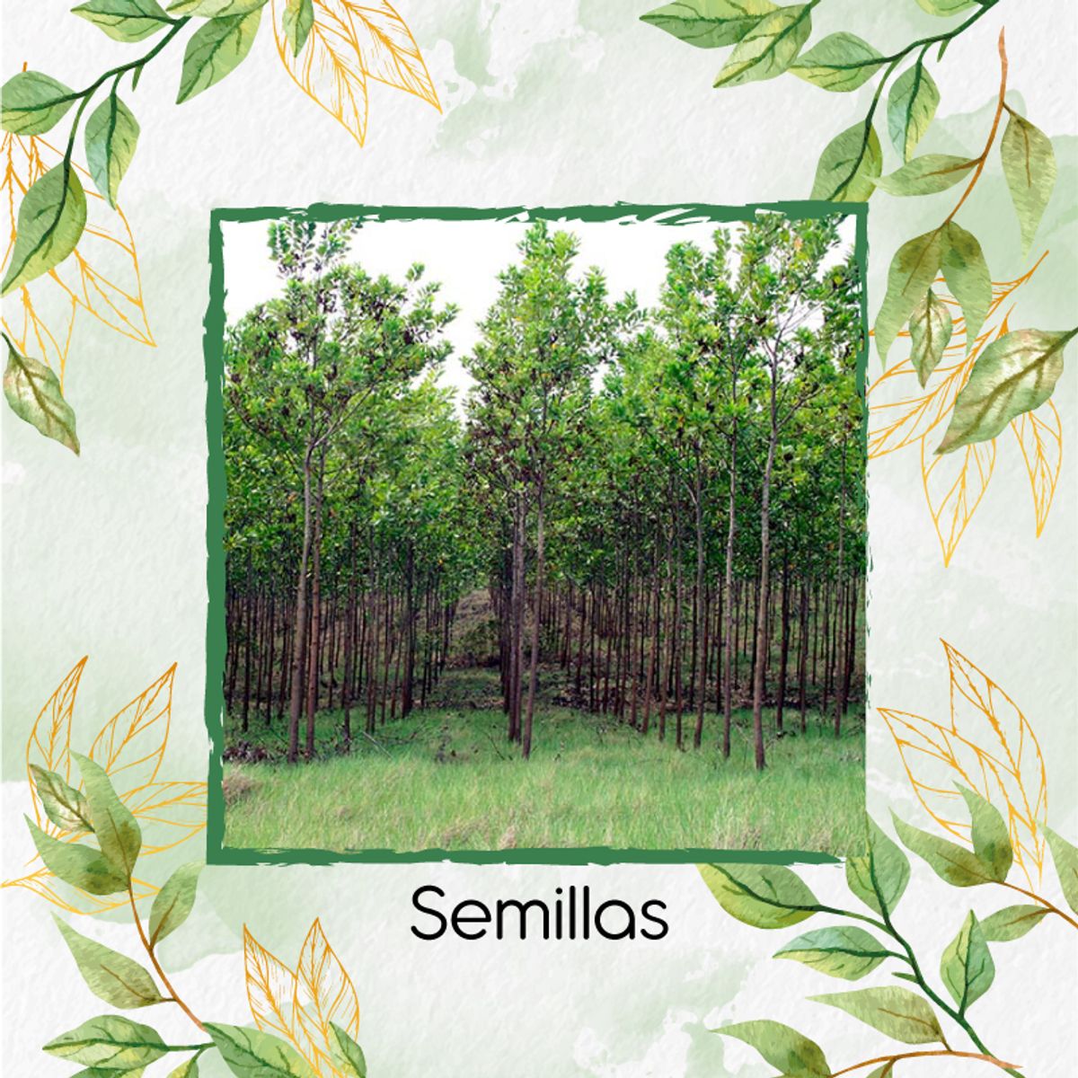 GENERICO - 20 Semillas Orgánicas De Árbol Acacia Mangium