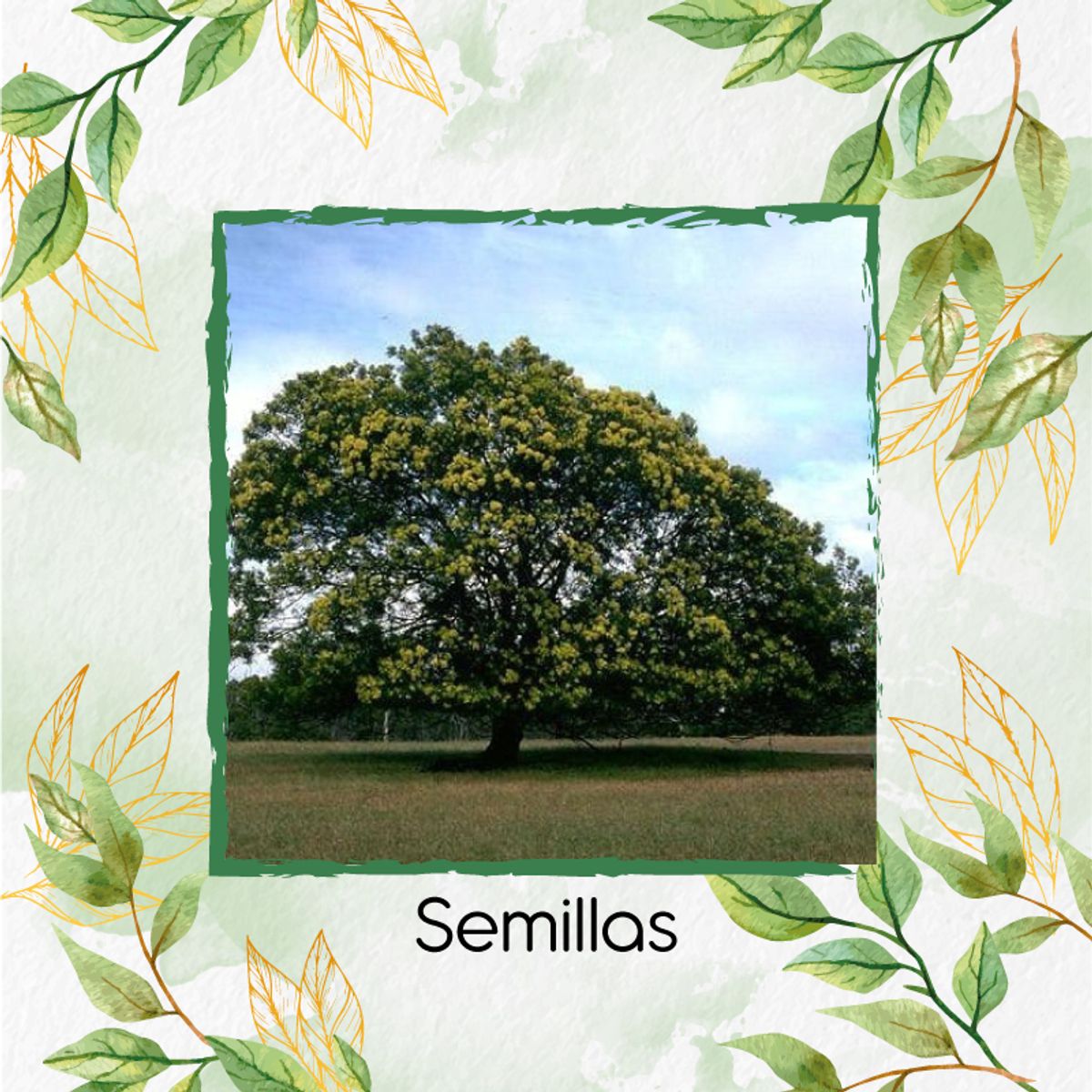 GENERICO - 20 Semillas Orgánicas De Árbol Acacia Negra