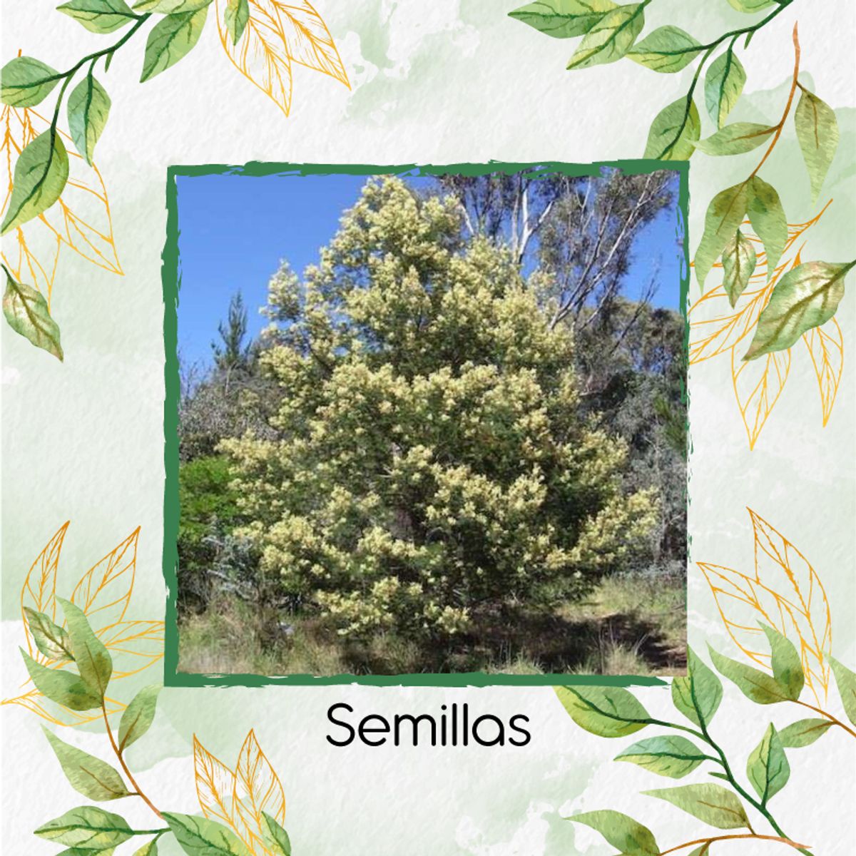 GENERICO - 20 Semillas Orgánicas De Árbol Acacia Negra
