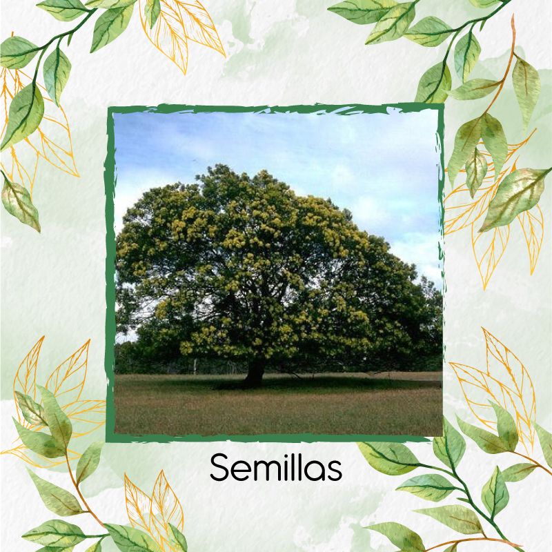 GENERICO - 200 Semillas Orgánicas De Árbol Acacia Negra