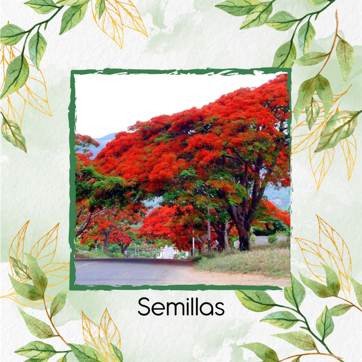 GENERICO - 20 Semillas Orgánicas De Árbol Acacia Roja