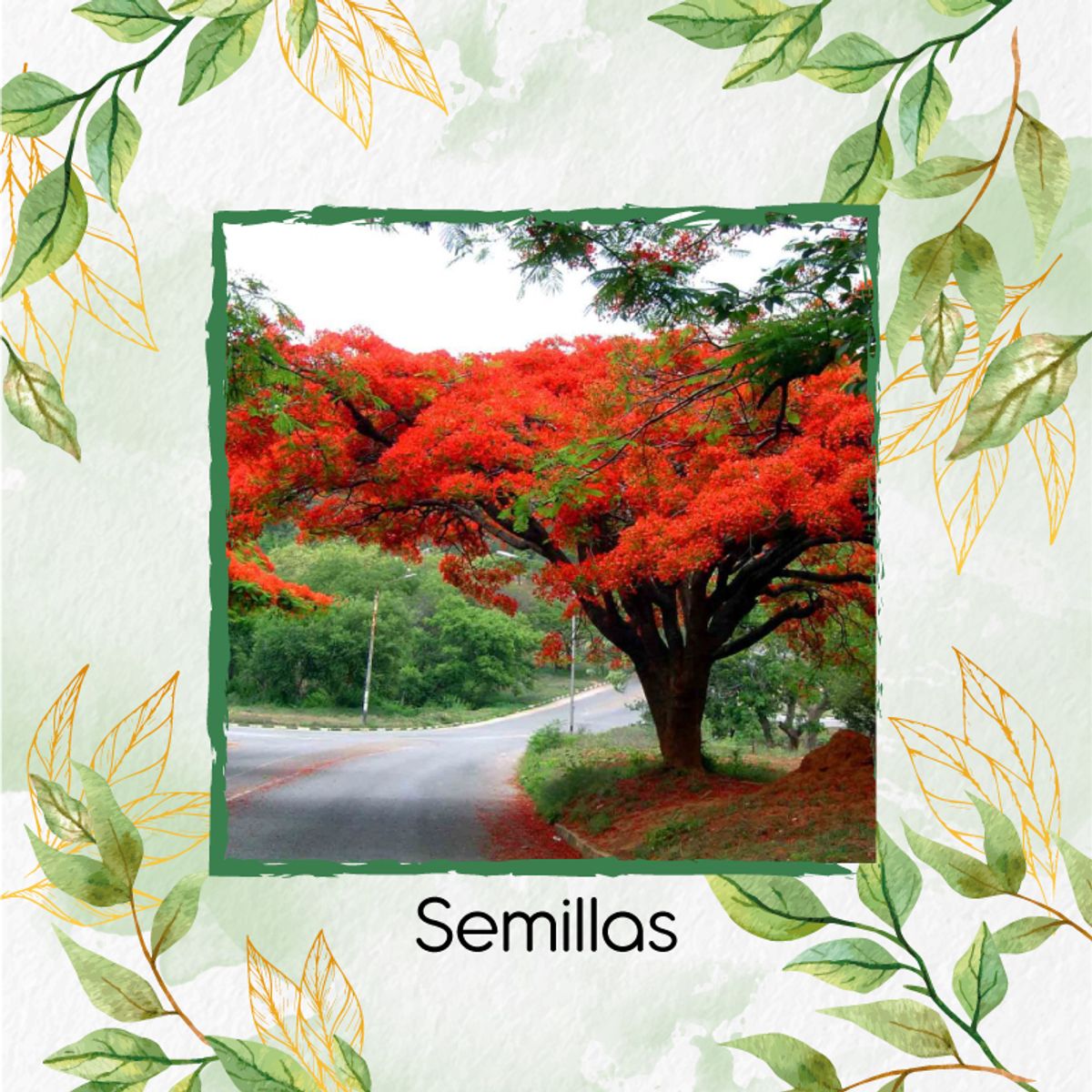 GENERICO - 20 Semillas Orgánicas De Árbol Acacia Roja