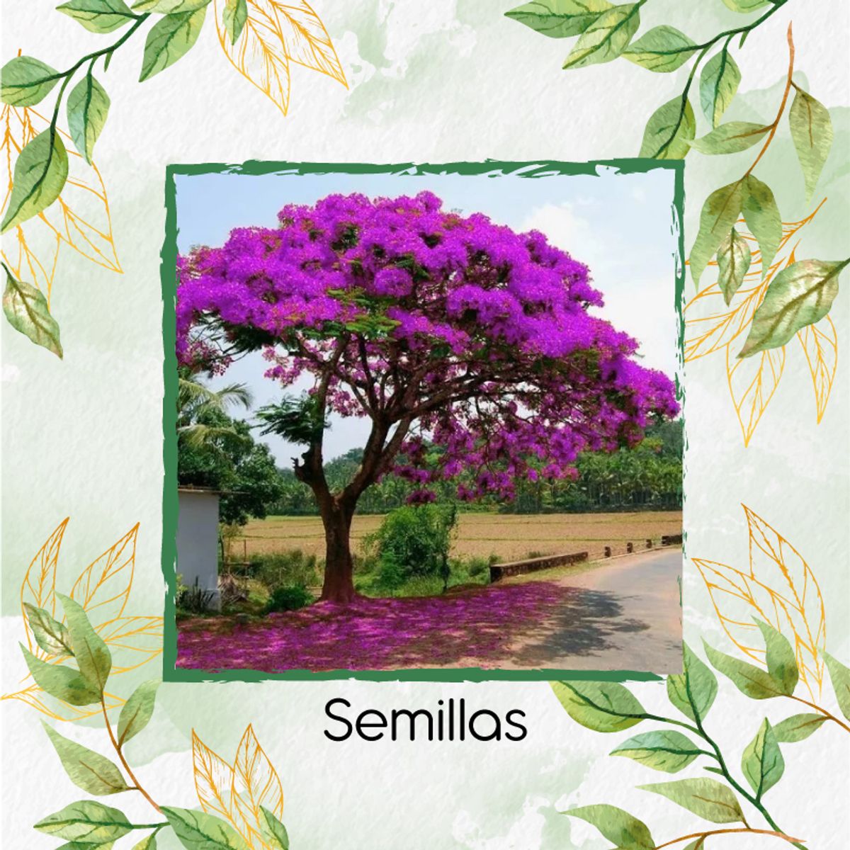 GENERICO - 10 Semillas Orgánicas De Árbol Acacia Rosa