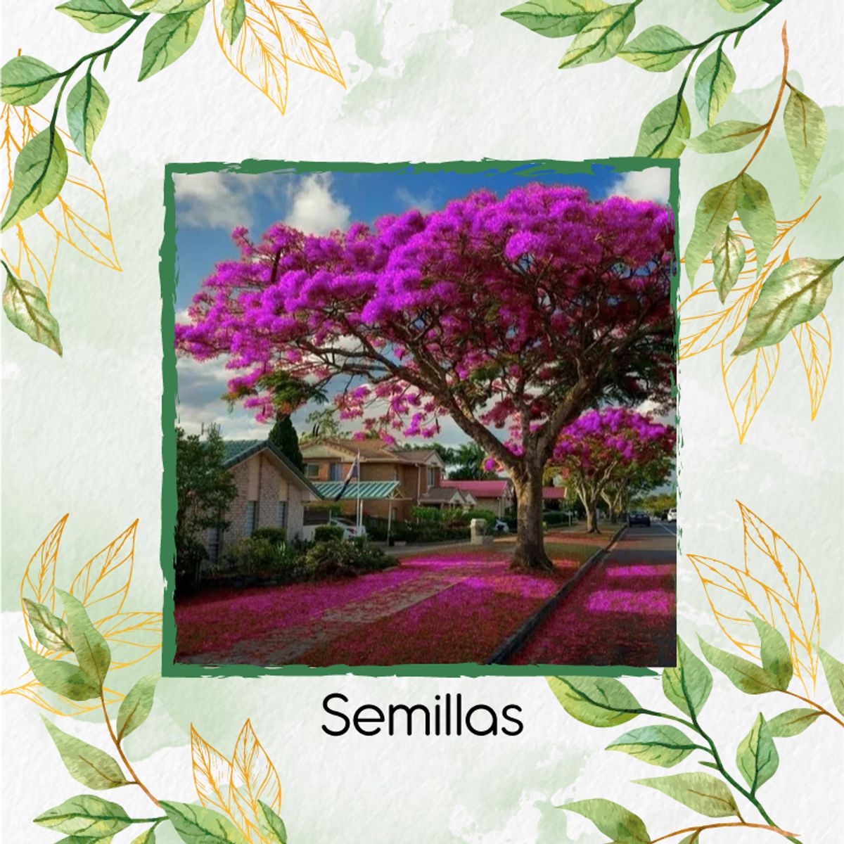 GENERICO - 40 Semillas Orgánicas De Árbol Acacia Rosa