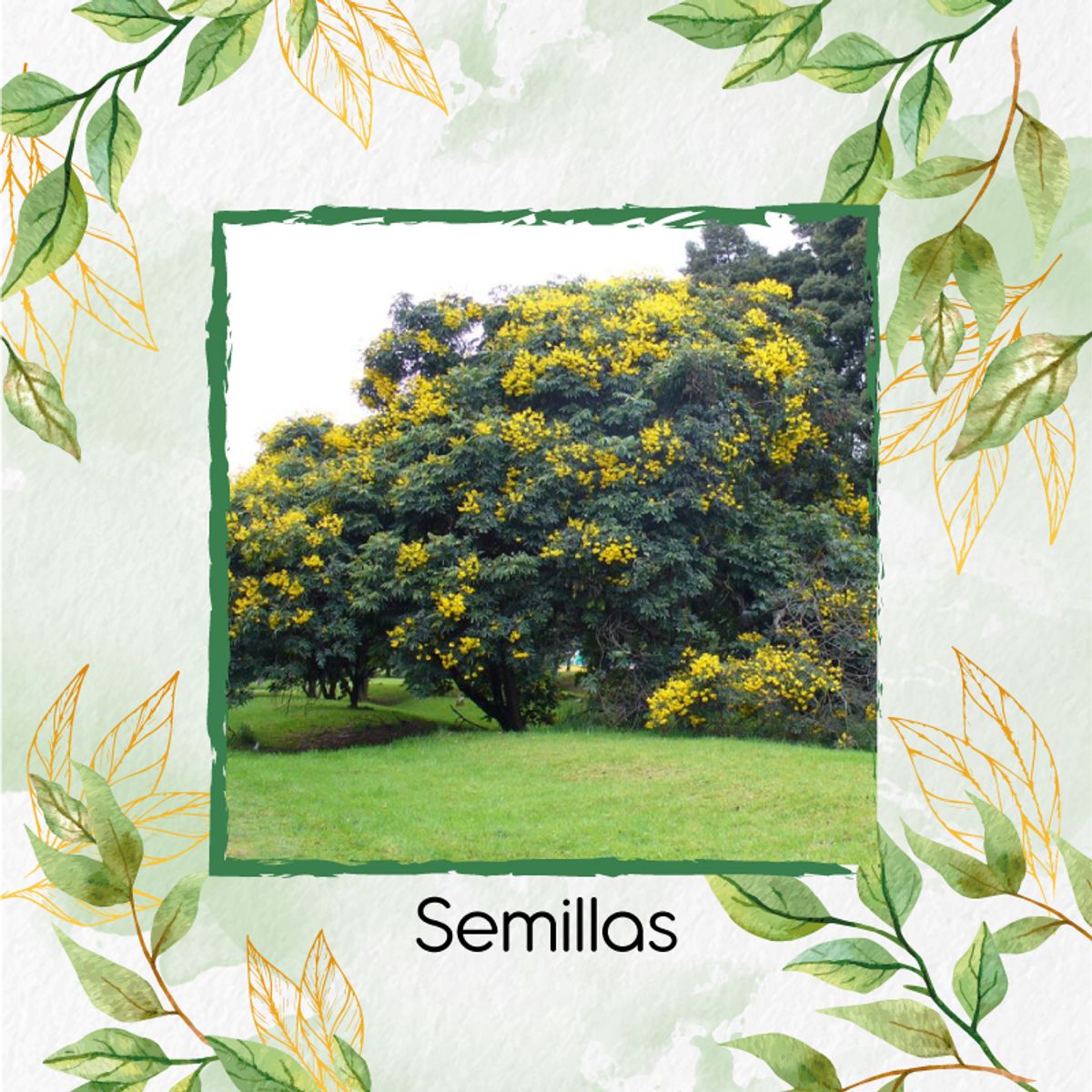 GENERICO - 3.600 Semillas Orgánicas De Árbol Alcaparro