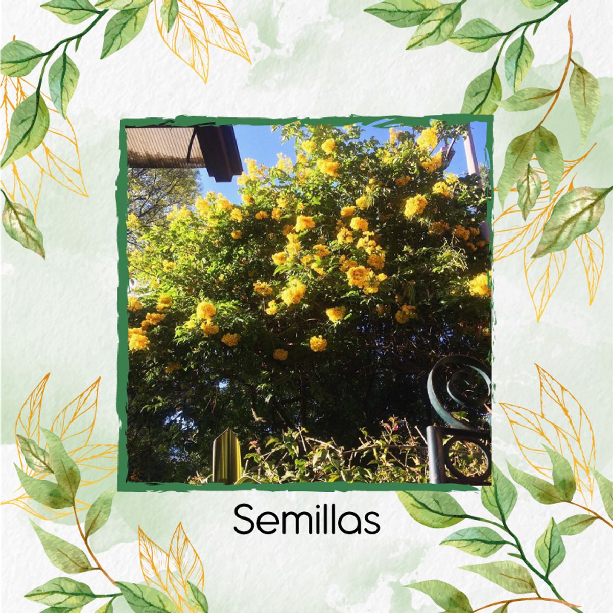 GENERICO - 4.000 Semillas Orgánicas De Árbol Alcaparro Enano