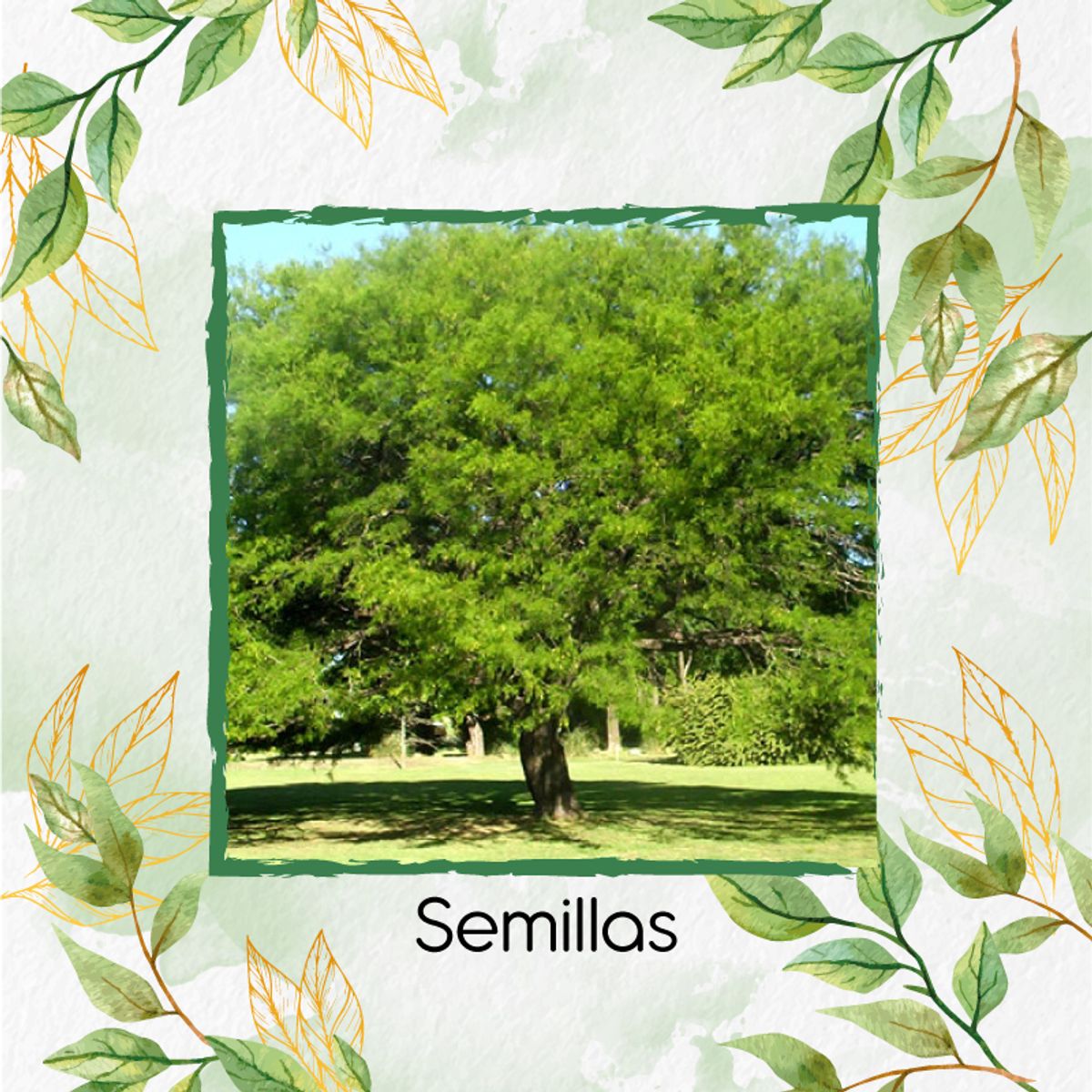 GENERICO - 5 Semillas Orgánicas De Árbol Algarrobo