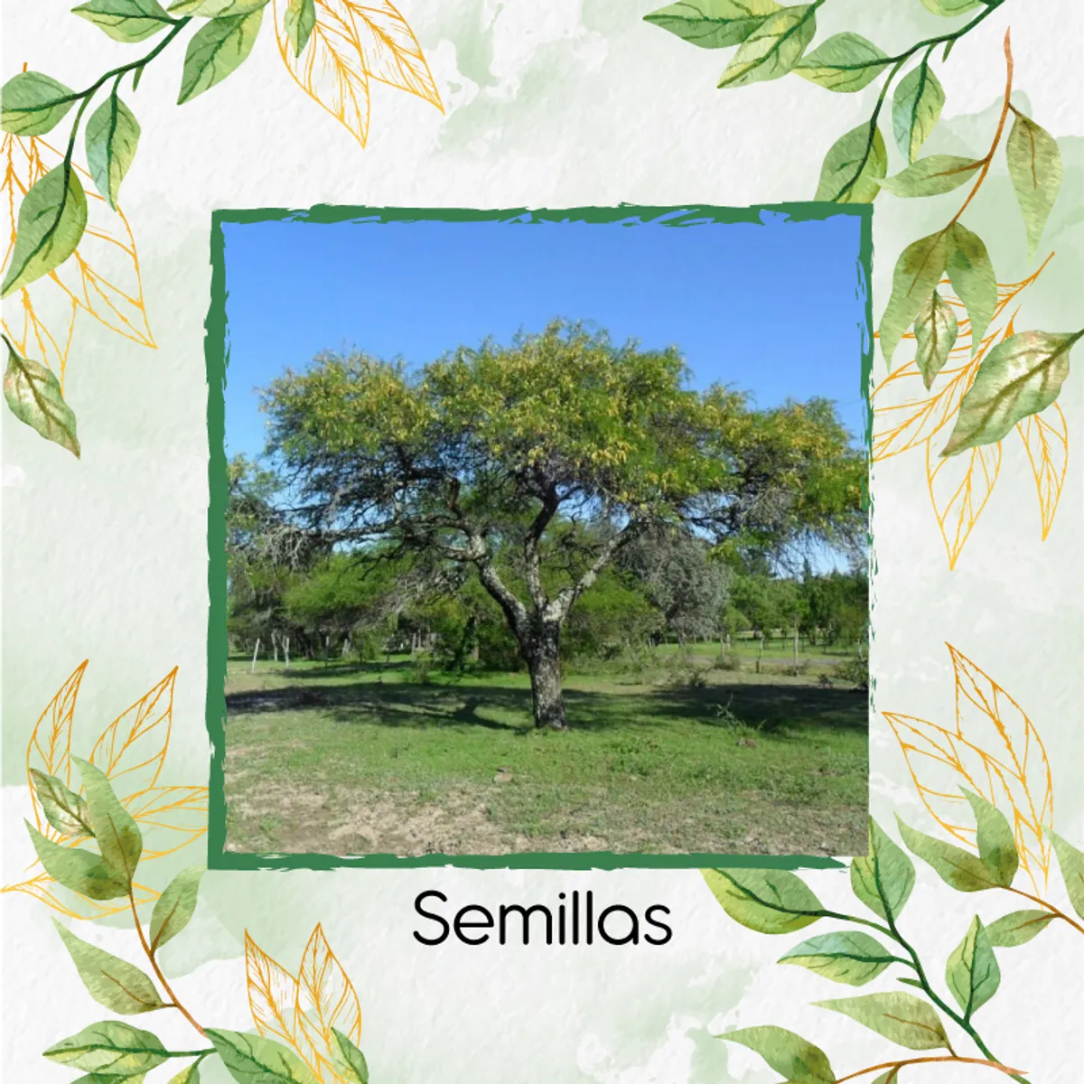 GENERICO - 5 Semillas Orgánicas De Árbol Algarrobo