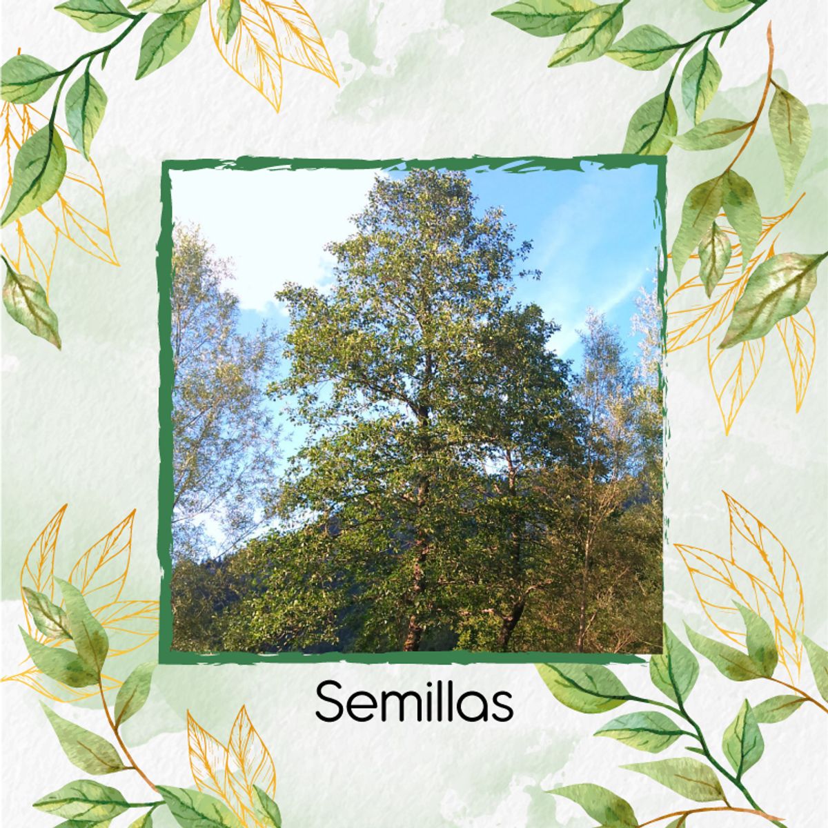 GENERICO - 1.000 Semillas Orgánicas De Árbol Aliso