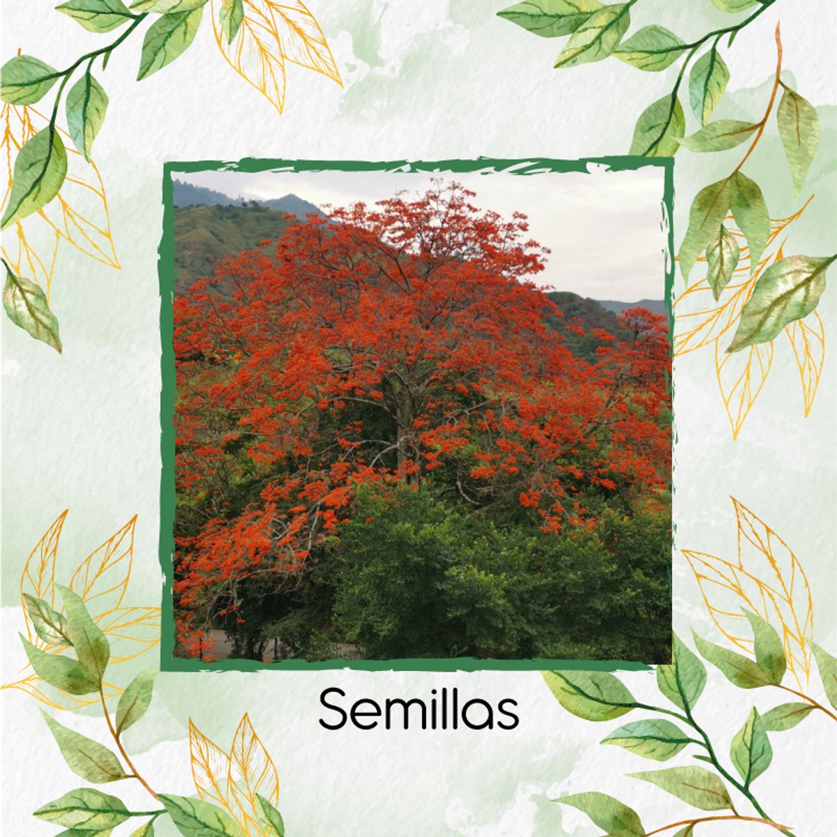 GENERICO - 5 Semillas Orgánicas De Árbol Búcaro Cachimbo