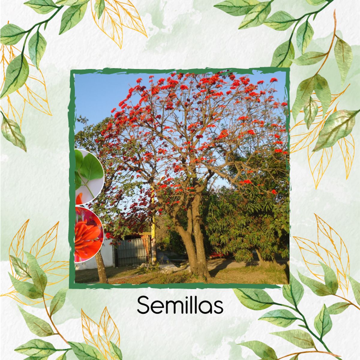 GENERICO - 5 Semillas Orgánicas De Árbol Búcaro Cachimbo